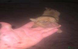 Dogue De Bordeaux dogs for sale: Beautiful dog de Bordeaux puppies full breads  - Image 1