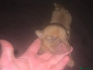 Dogue De Bordeaux dogs - Advert 19