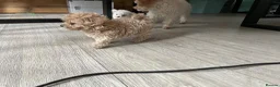 Maltipoo dogs for sale: Tiny maltipoo puppies  - Advert 6