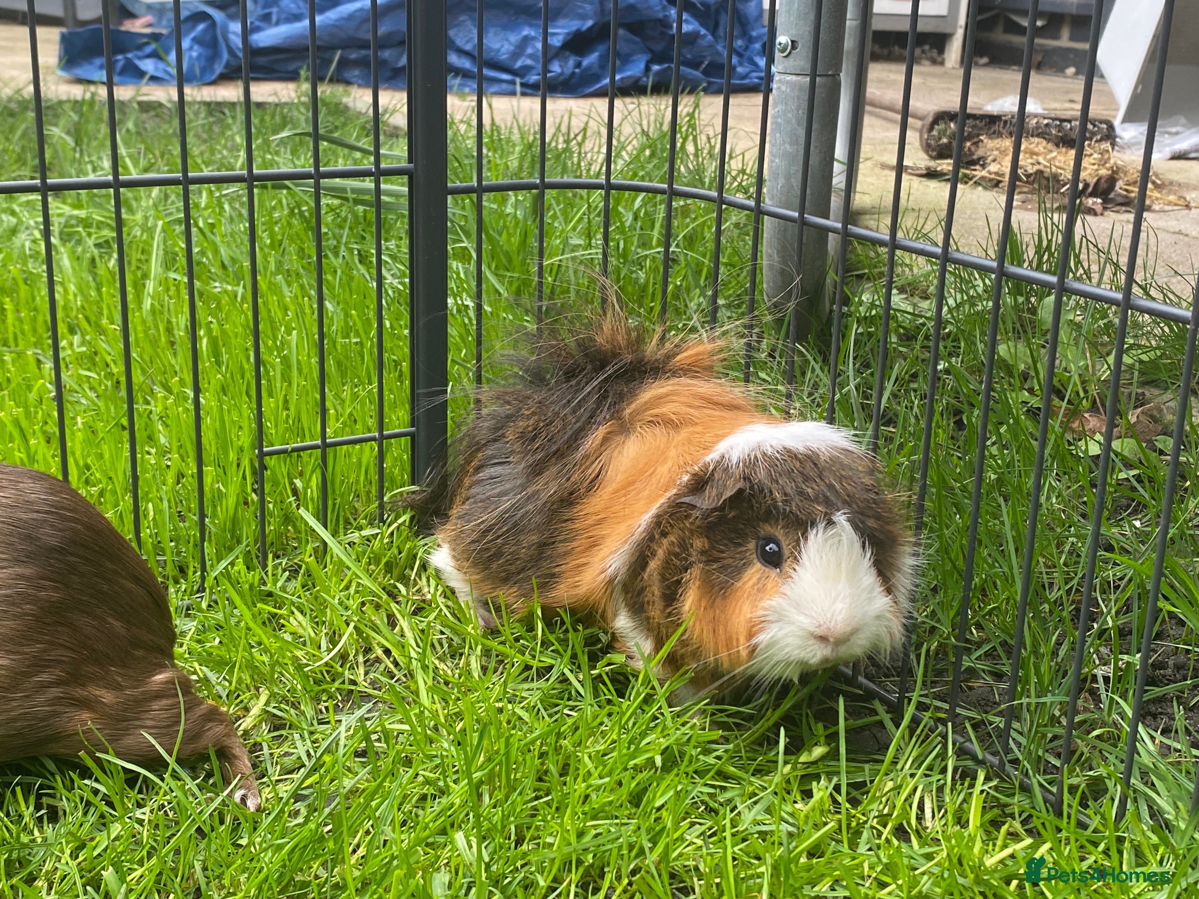 Guinea Pig rodents Guinea pig - Advert 17