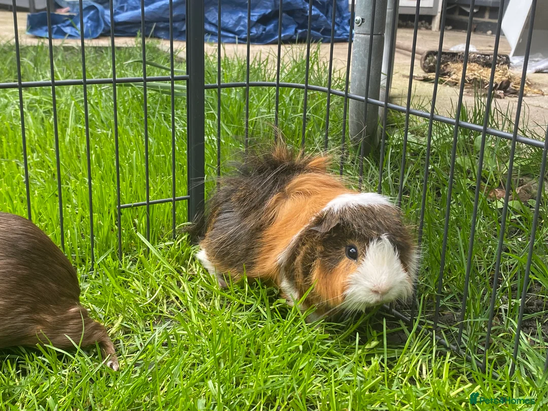 Guinea Pig rodents for sale: Guinea pig - Advert 1