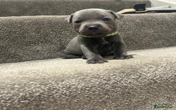 Staffordshire Bull Terrier dogs for sale: Beautiful Full Blue Staffordshire Puppies for sale - Image 15