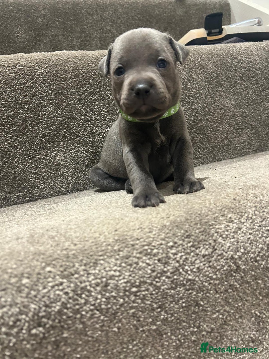 Staffordshire Bull Terrier dogs for sale: Beautiful Full Blue Staffordshire Puppies for sale - Image 15