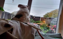 Mixed Breed dogs for adoption: Artemis - Fakenham Norfolk  - Image 9