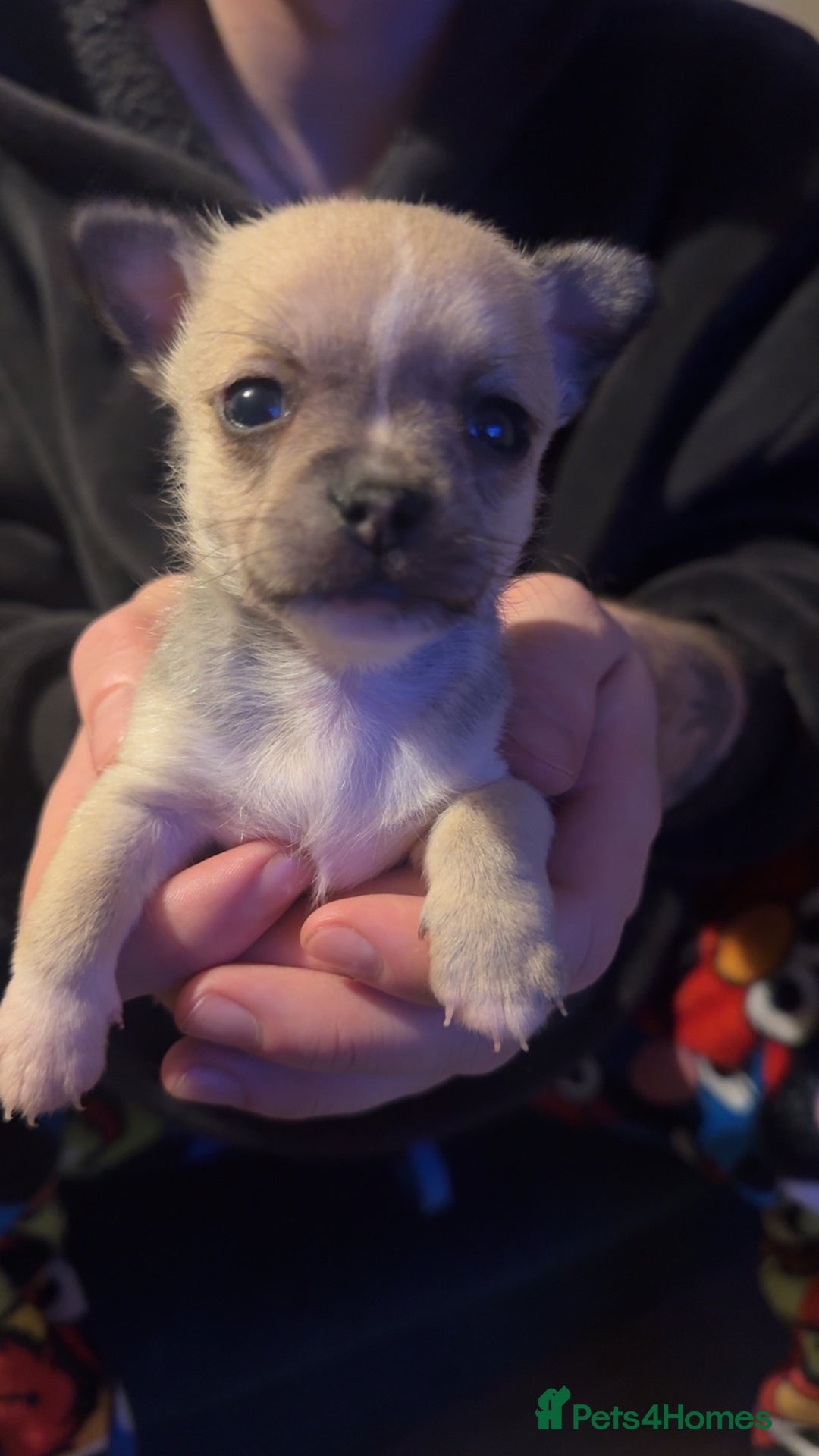 Chihuahua dogs for sale: Chihuahua puppies for sale - Advert 1
