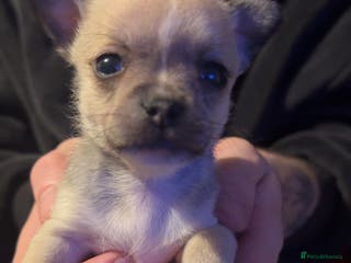 Chihuahua dogs Chihuahua puppies for sale - Advert 12