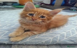Maine Coon cats for sale: Maine coon kittens - Image 2
