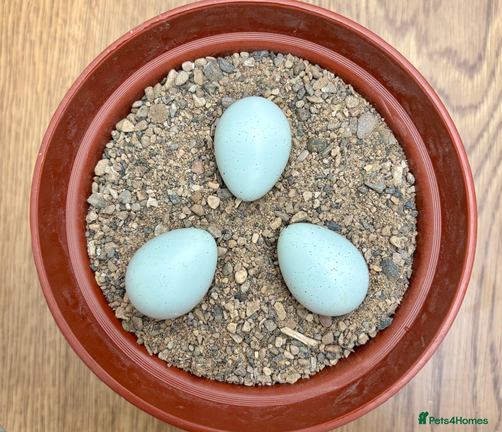 Quail poultry Always Available - 12 Coturnix Quail Hatching Eggs - Advert 18
