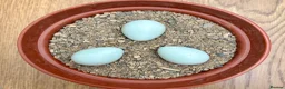 Quail poultry for sale: Always Available - 12 Coturnix Quail Hatching Eggs - Advert 1