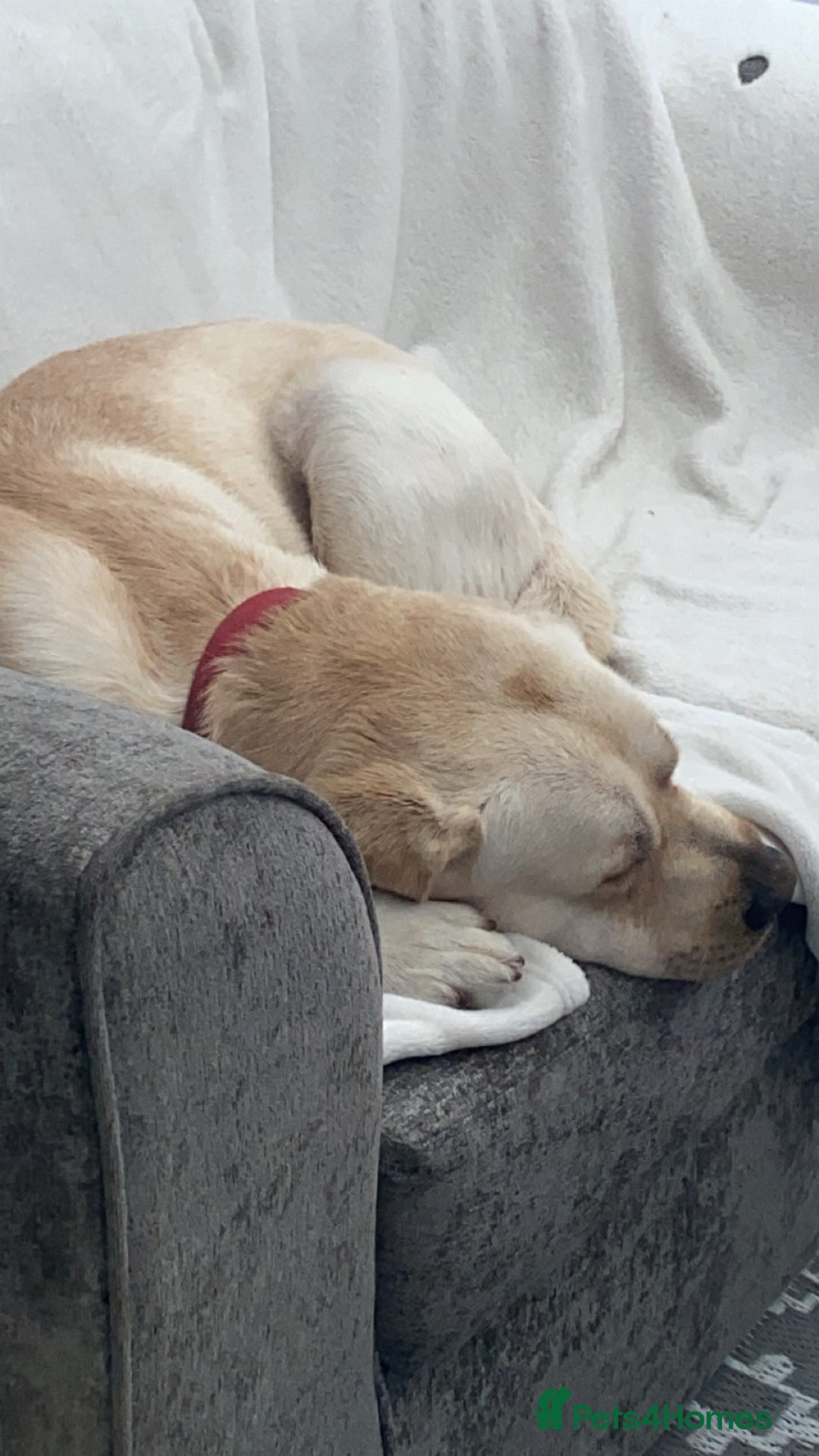 Labrador Retriever dogs for sale: 3 year old male - Advert 5