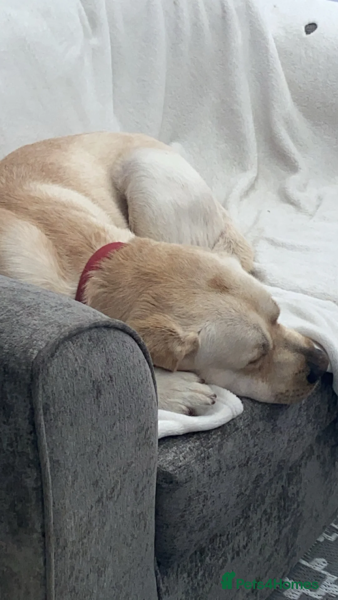 Labrador Retriever dogs for sale: 3 year old male - Advert 5
