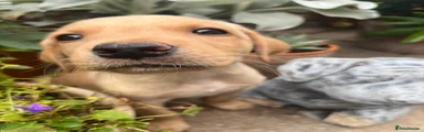 Labrador Retriever 2