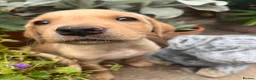 Labrador Retriever dogs for sale: Colourful and Cheerful Labrador Puppies  - Advert 10