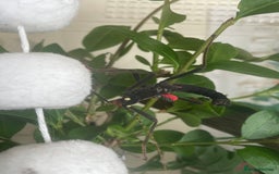 Stick Insects invertebrates for sale: Black beauty stick insects with setup - Image 5