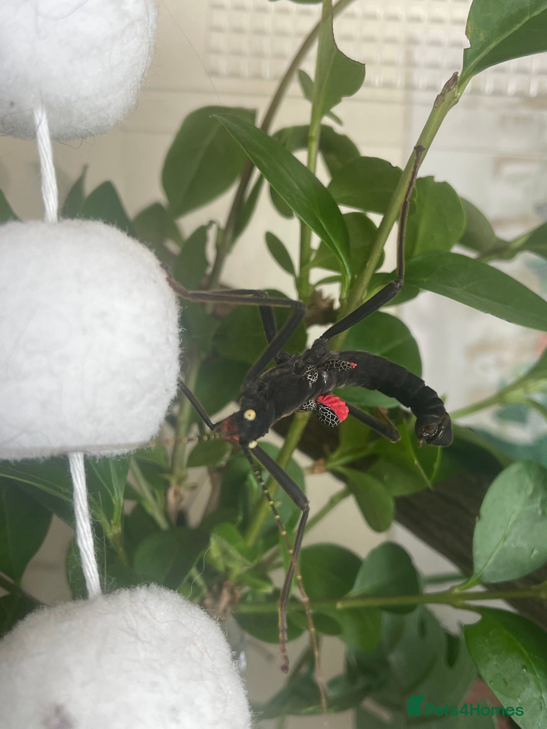 Stick Insects invertebrates for sale: Black beauty stick insects with setup - Image 5