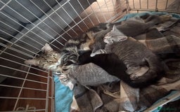 Mixed Breed cats for sale: Stunning kittens  - Image 17