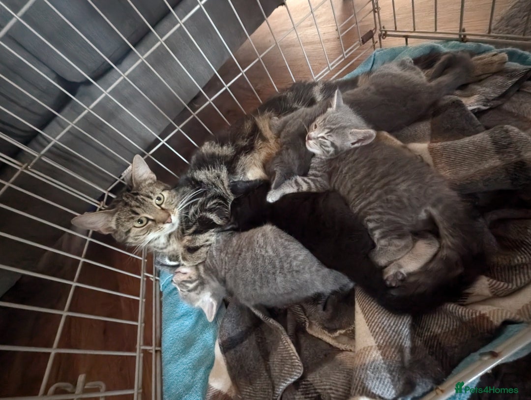 Mixed Breed cats for sale: Stunning kittens  - Image 17