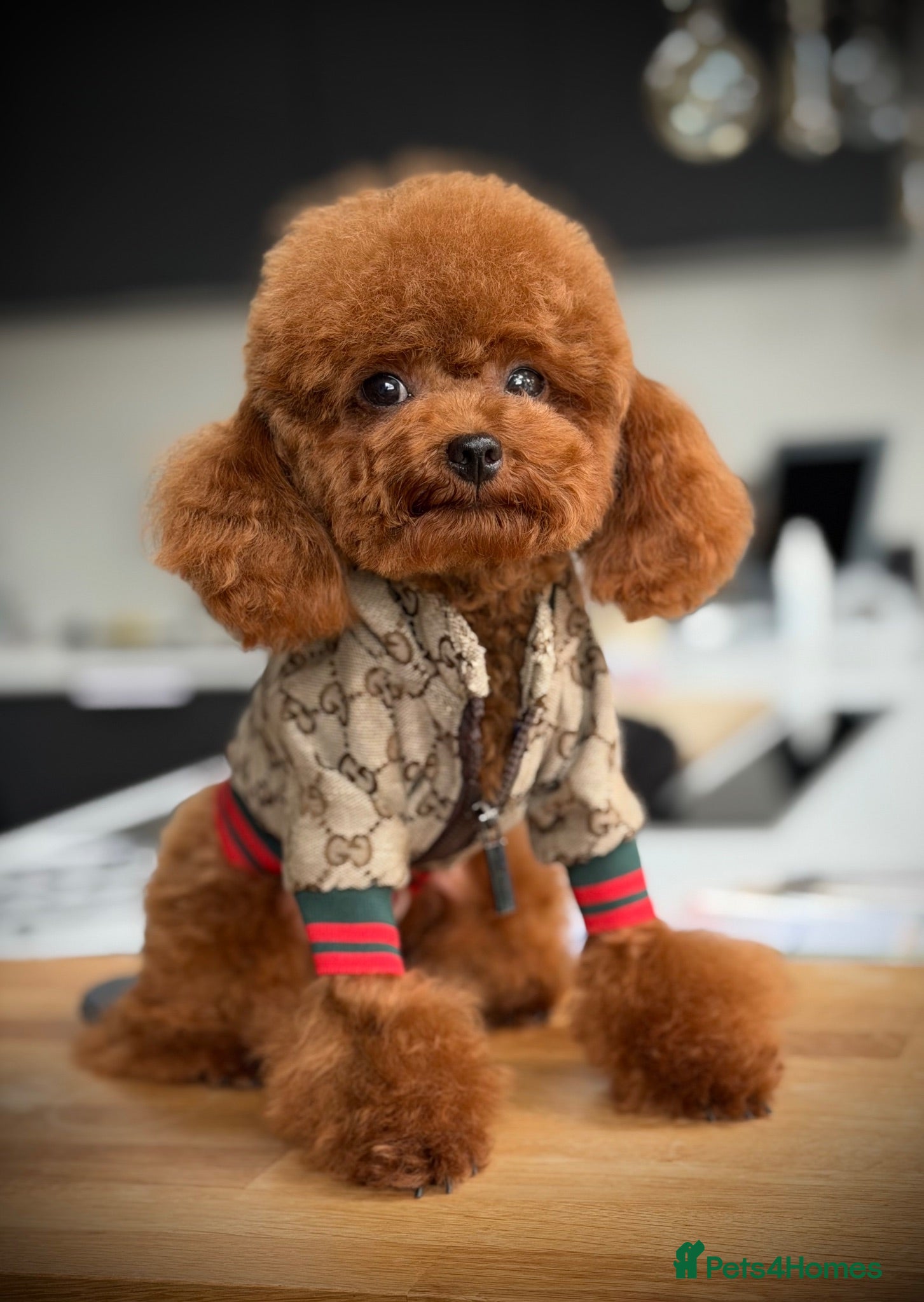 Toy Poodle dogs  🍒 Tiny Red Asian Poodle for Stud 🍒 - Advert 14