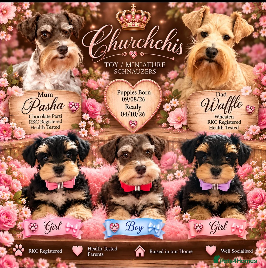 Miniature Schnauzer dogs for sale: 5* LICENSED RKC TOY MINI SCHNAUZERS H/T  - Advert 1