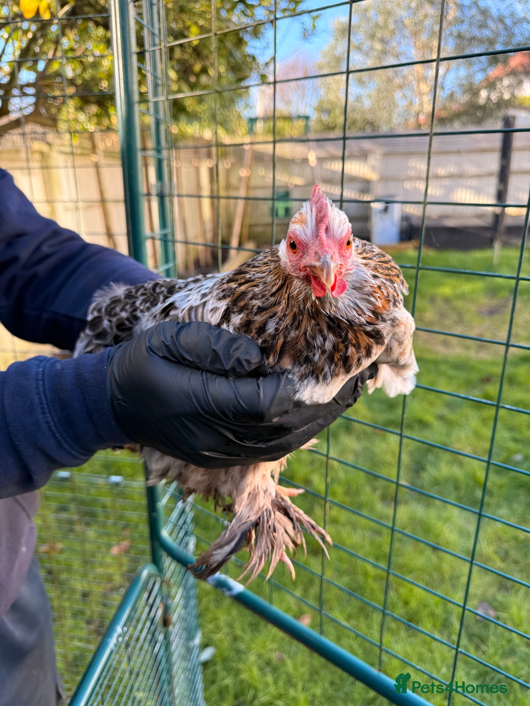 Chickens poultry for sale: 4x pekin bantams for sale  - Advert 4