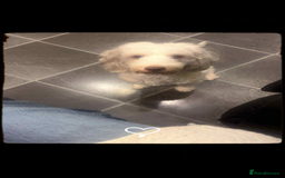 Cockapoo dogs for sale: Beautiful cockapoos looking for forever homes - Image 16