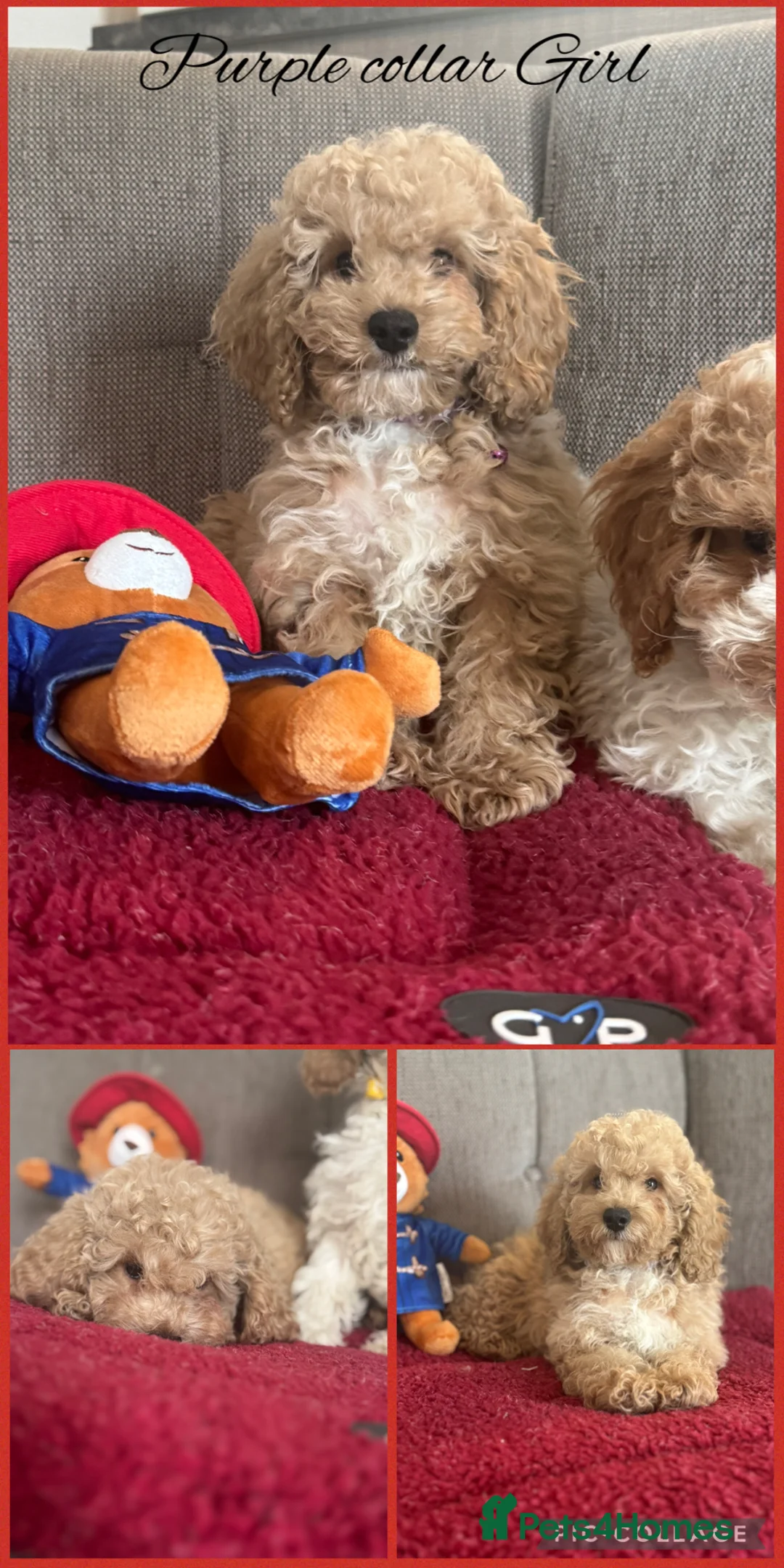 Cavachon dogs for sale: Amazing teddy Cavapoochons  - Advert 1