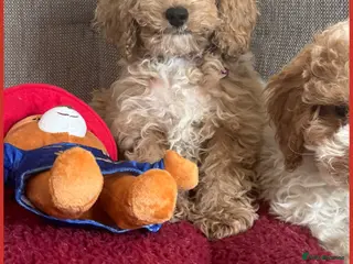 Cavachon dogs Amazing teddy Cavapoochons - Advert 2