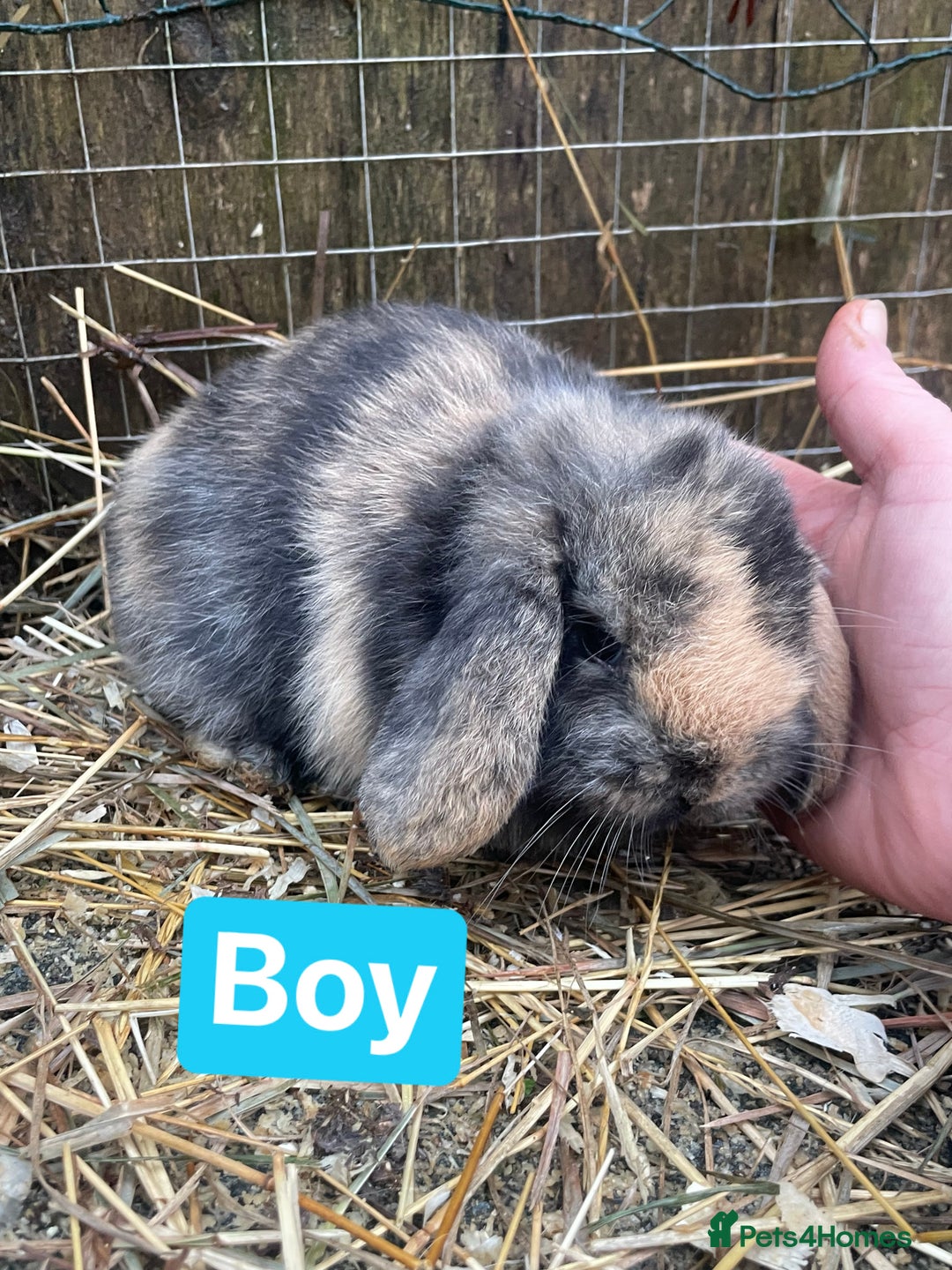 Mini Lop rabbits for sale: Beautiful mini lop babies  - Advert 5
