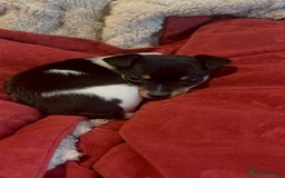 Pomchi dogs for sale: Pomchi x Jackchi puppies  - Image 15