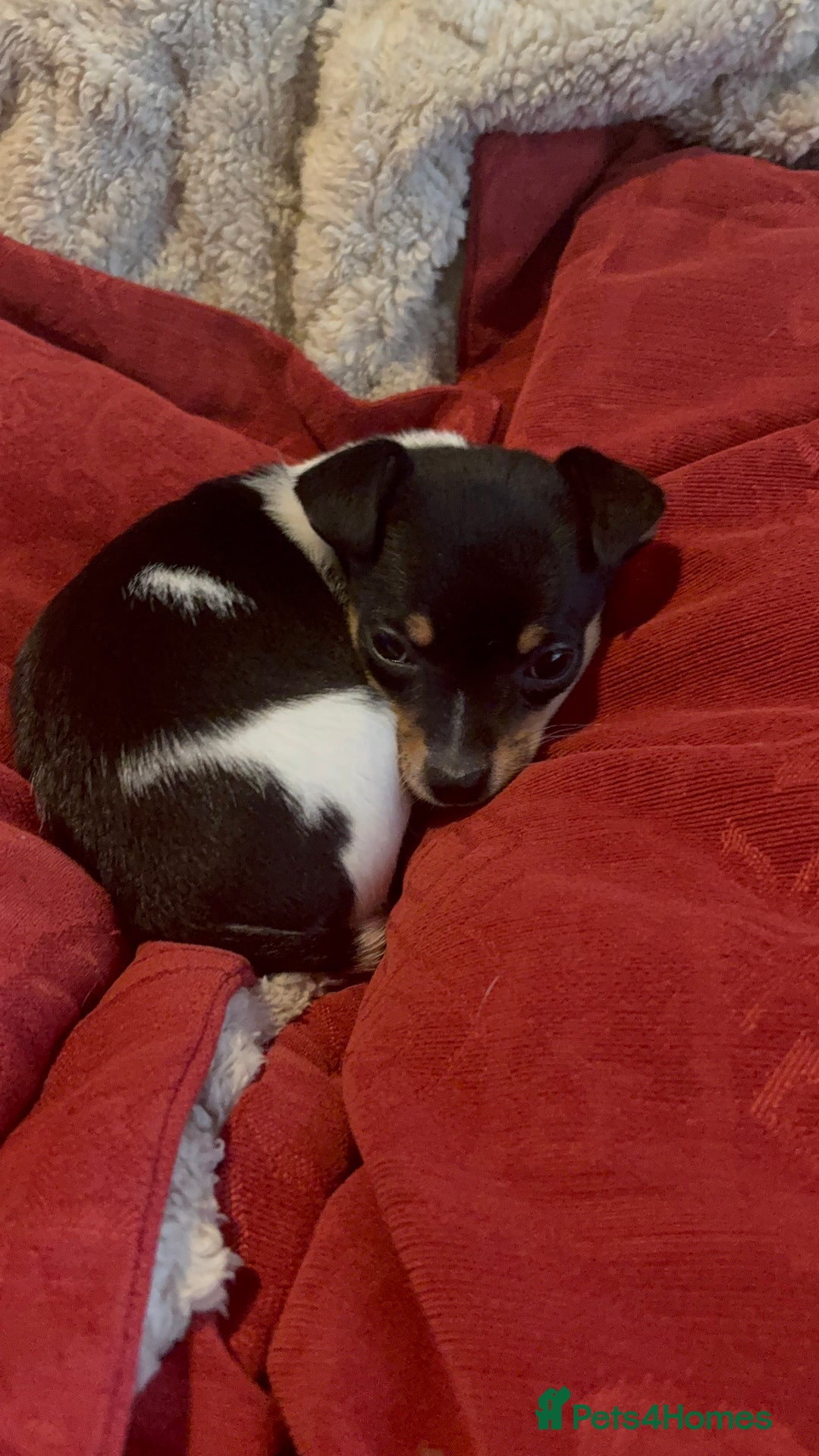 Pomchi dogs for sale: Pomchi x Jackchi puppies  - Image 15