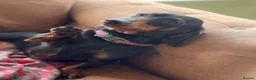 Doxiepoo dogs for sale: Beautifully bread Doxiepoos  - Advert 19