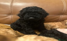 Miniature Poodle dogs for sale: Beautiful miniature poodles  - Advert 6