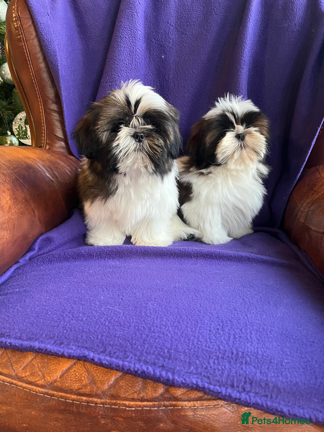 Shih Tzu dogs for sale: Lovely ShihTzu puppies - Advert 6