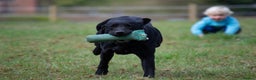 Labrador Retriever dogs for stud: Handsome hunter for stud (well proven) in Alfreton - Advert 7