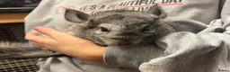 Chinchilla rodents for sale: Adorable female chinchilla kits - dorset  - Advert 7