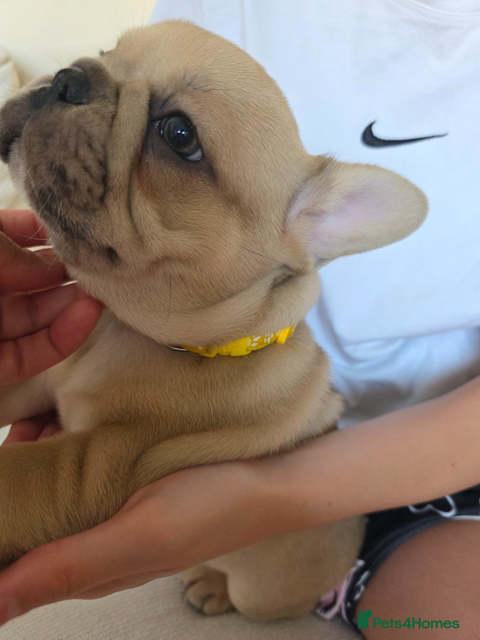 French Bulldog dogs French Bulldog Puppies – Ready 4th june🐶 - Advert 1