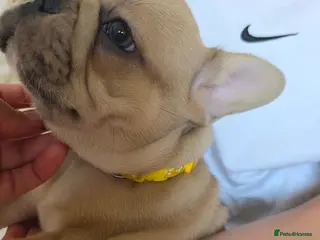 French Bulldog dogs French Bulldog Puppies – Ready 4th june🐶 - Advert 17