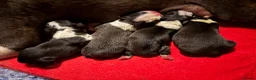 Boston Terrier dogs for sale: Kc reg Boston terriers  - Advert 5