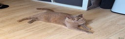 British Shorthair cats for sale: Beautiful British Shorthair - Advert 2