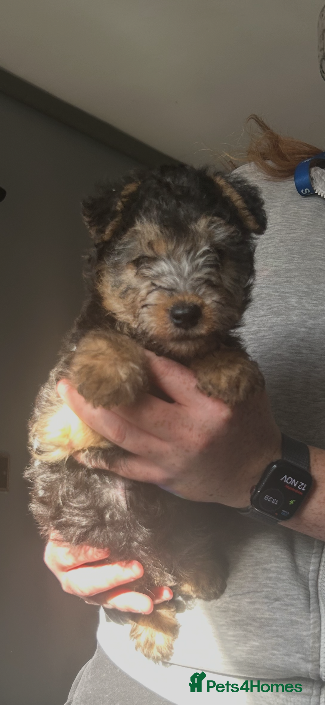 Lakeland Terrier dogs for sale: Lakeland terrier - Advert 4