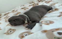 Staffordshire Bull Terrier dogs for sale: Beautiful puppies Staffordshire bull terrier  - Image 9
