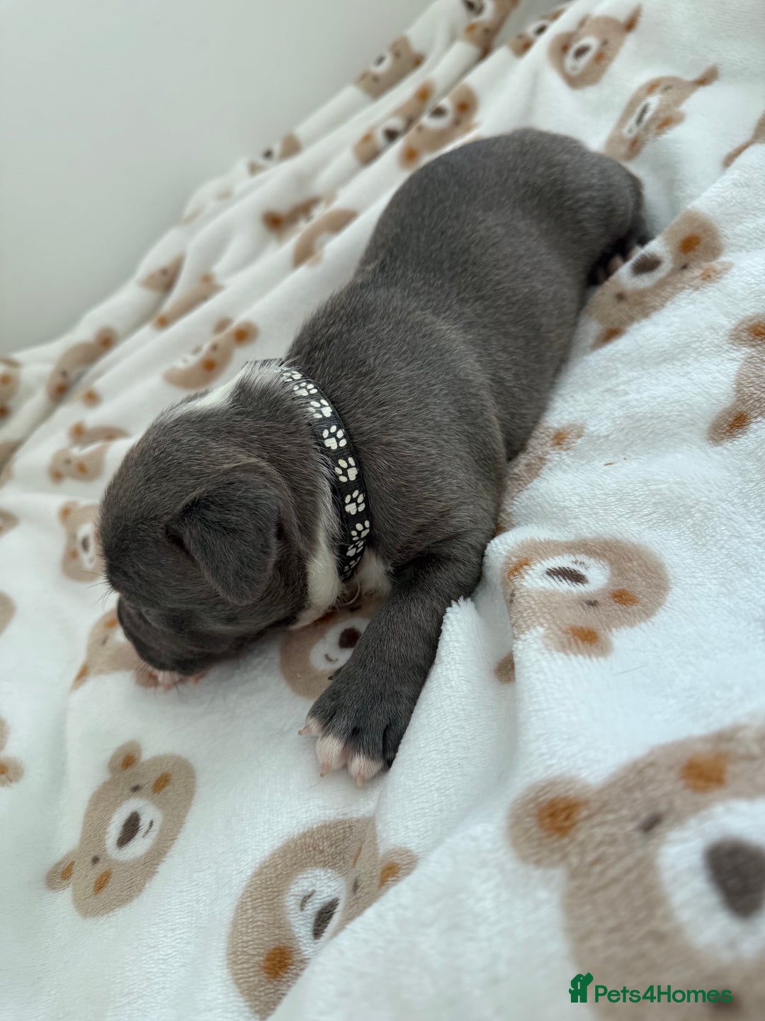Staffordshire Bull Terrier dogs for sale: Beautiful puppies Staffordshire bull terrier  - Image 9