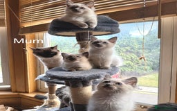 Ragdoll cats for sale: 4 beautiful ragdoll kittens  - Image 29