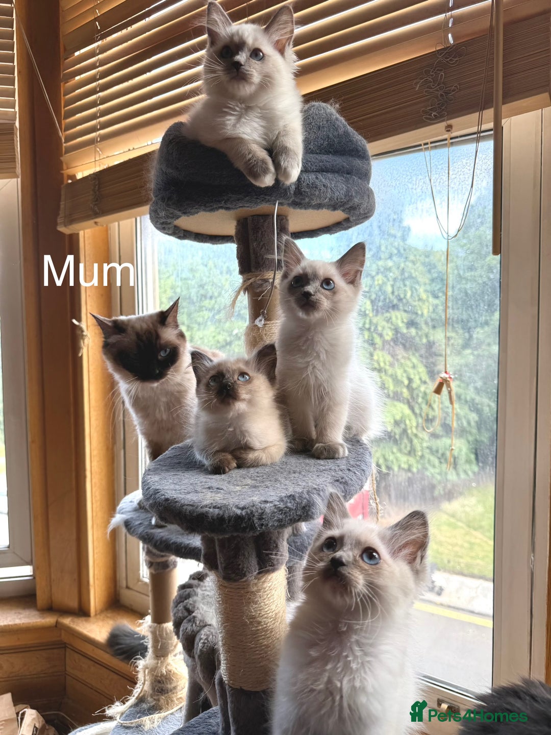 Ragdoll cats for sale: 4 beautiful ragdoll kittens  - Image 29