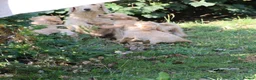 Labradoodle dogs for sale: Lovely Labradoodle Puppies - Advert 30