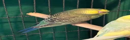 Budgerigars birds for sale: 8 week old baby budgies available in Runcorn - Advert 12