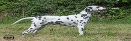 Dalmatian dogs for stud: KC Reg Dalmatian for stud  - Advert 10