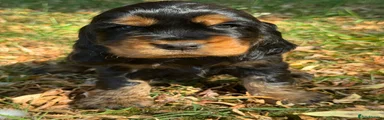 Cocker Spaniel 6
