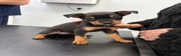 Rottweiler dogs for sale: Rottweiler puppies ready to leave now !!!! - Advert 38