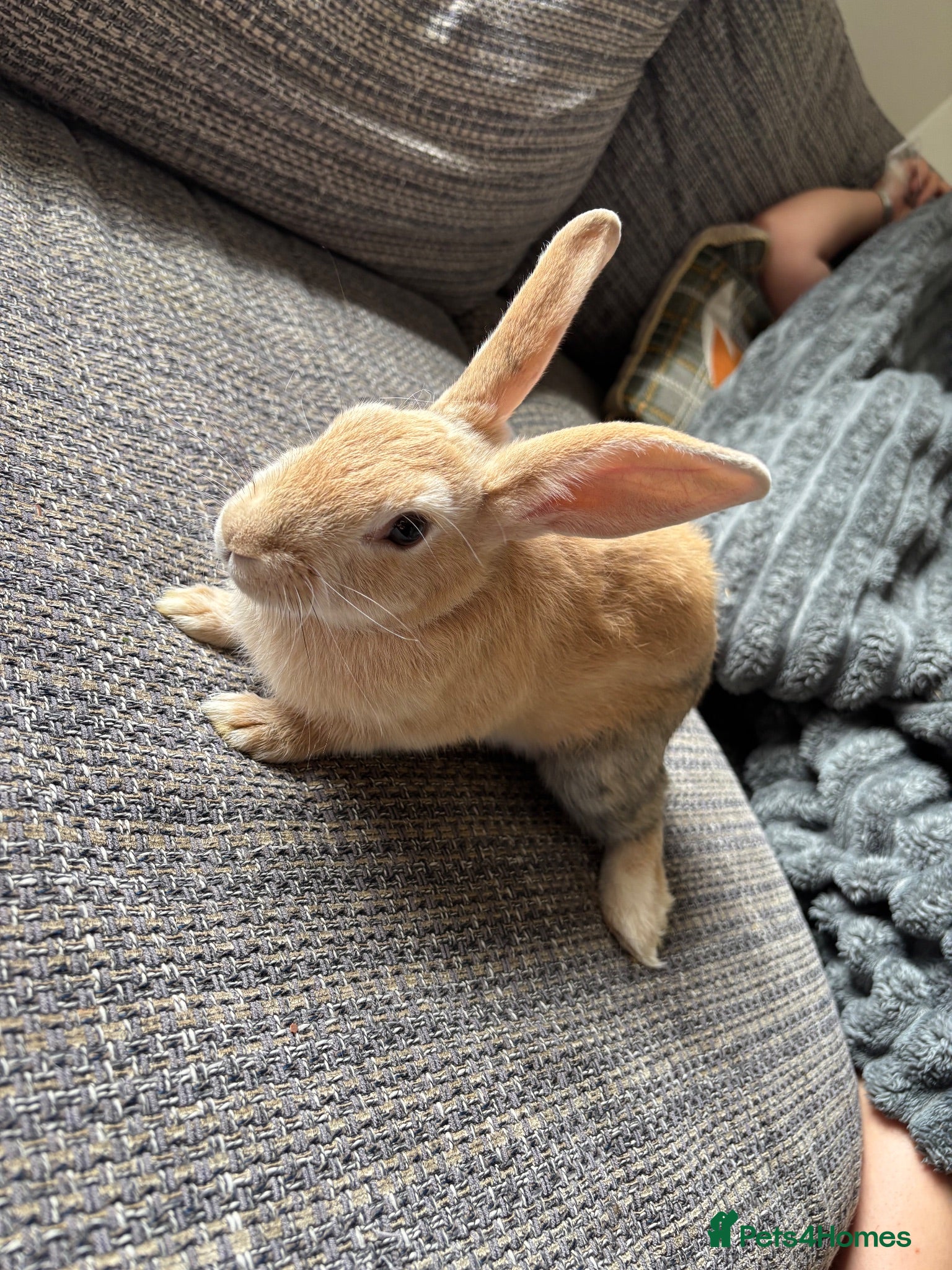 Mixed Breed rabbits Only 2 left Himalayan x lop bunnies ready to go  - Advert 1